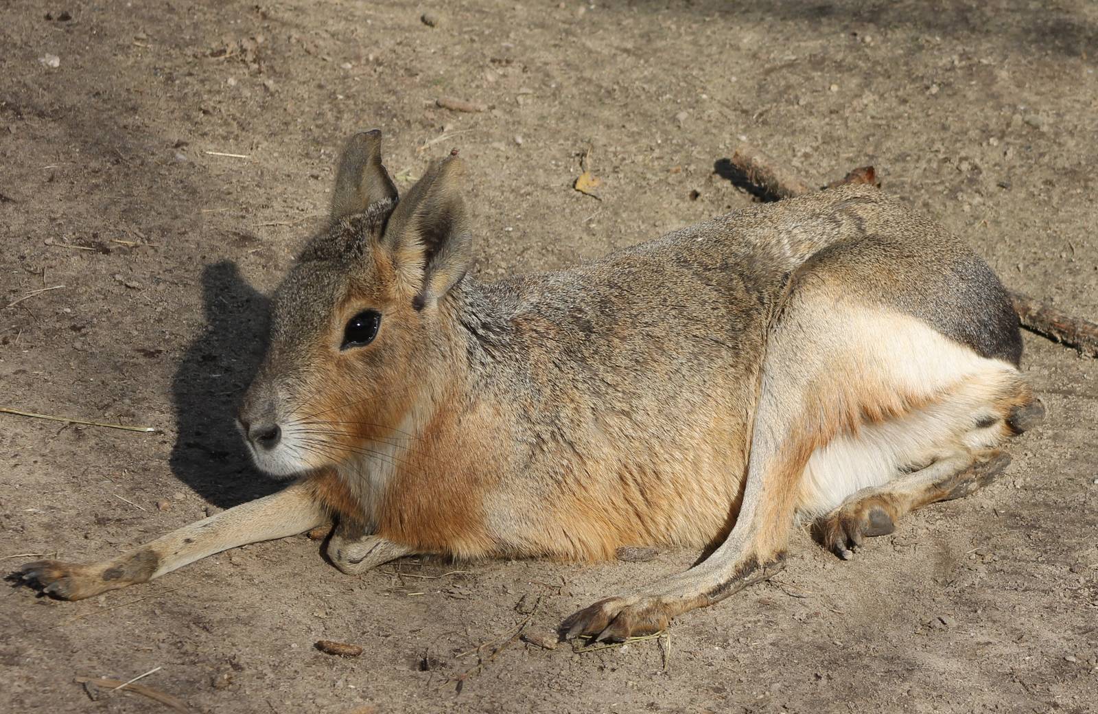 Patagonian cavy