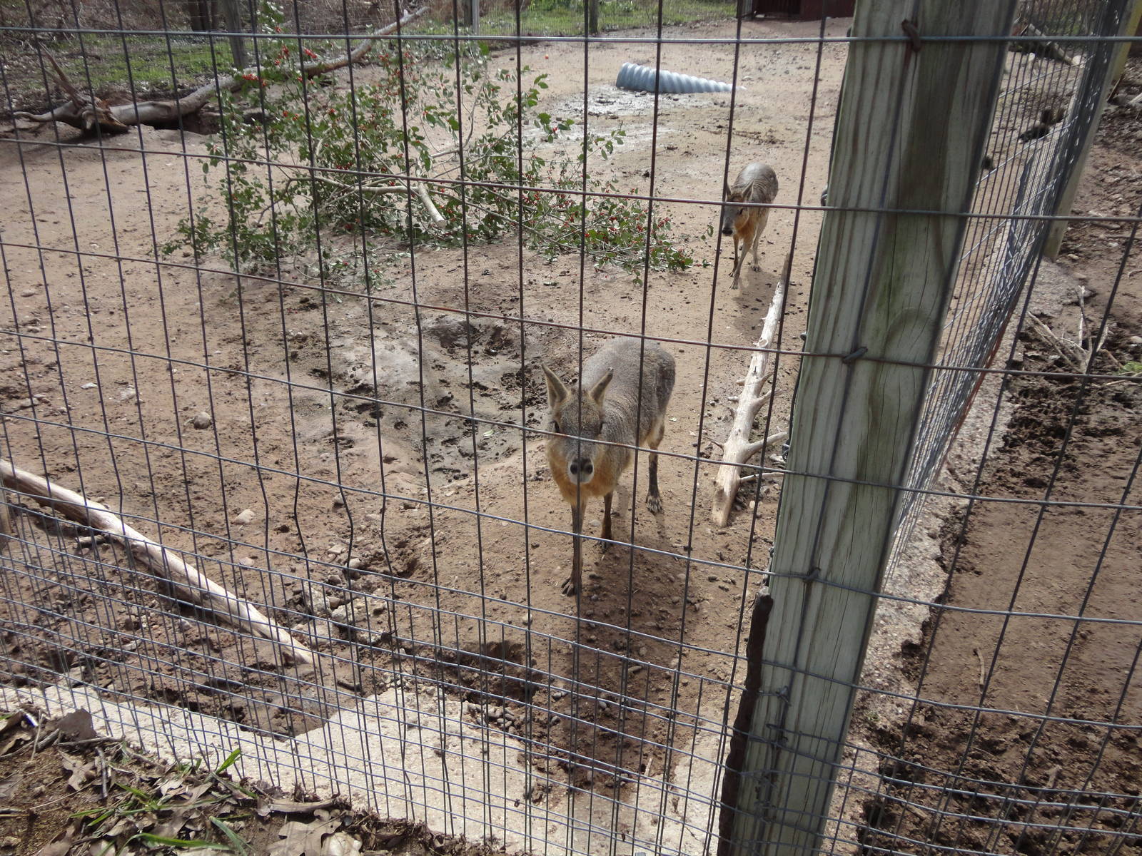 Patagonian Cavy