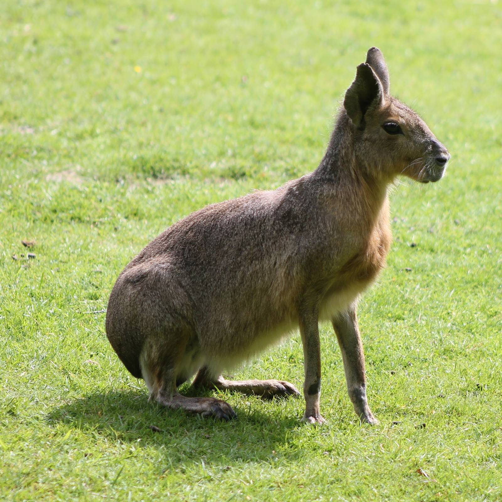 Patagonian cavy