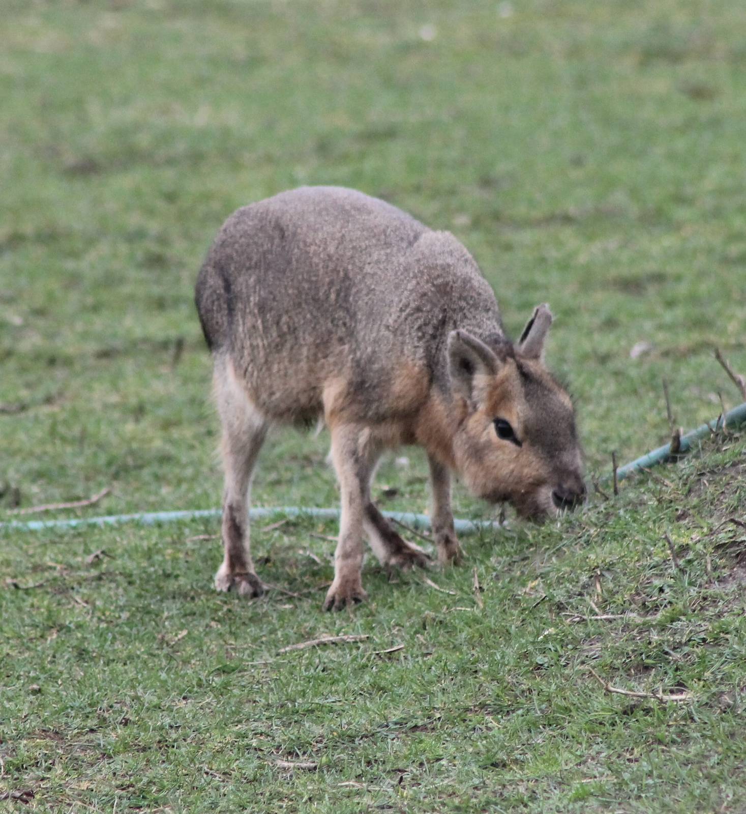 Patagonian cavy