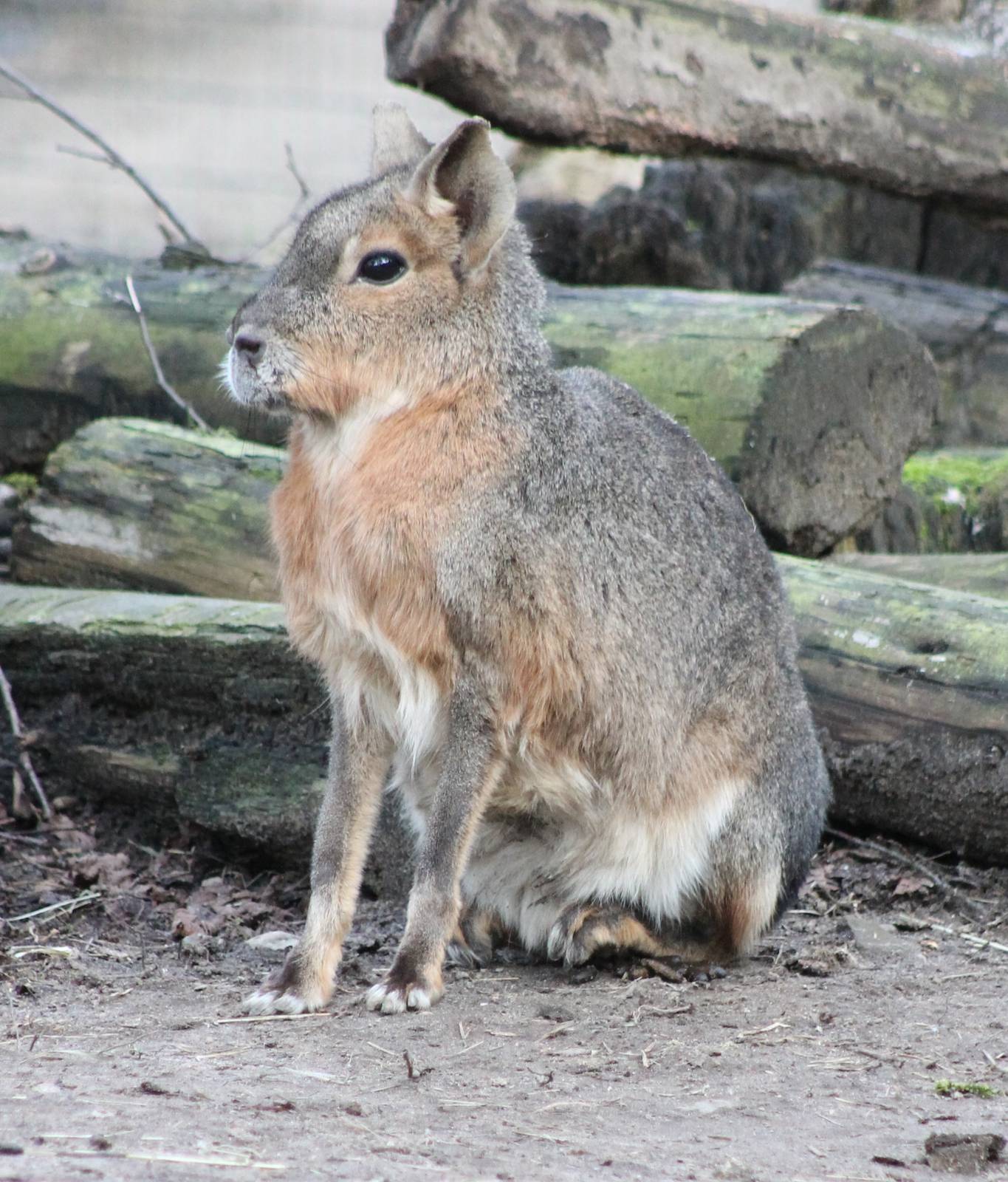 Patagonian cavy