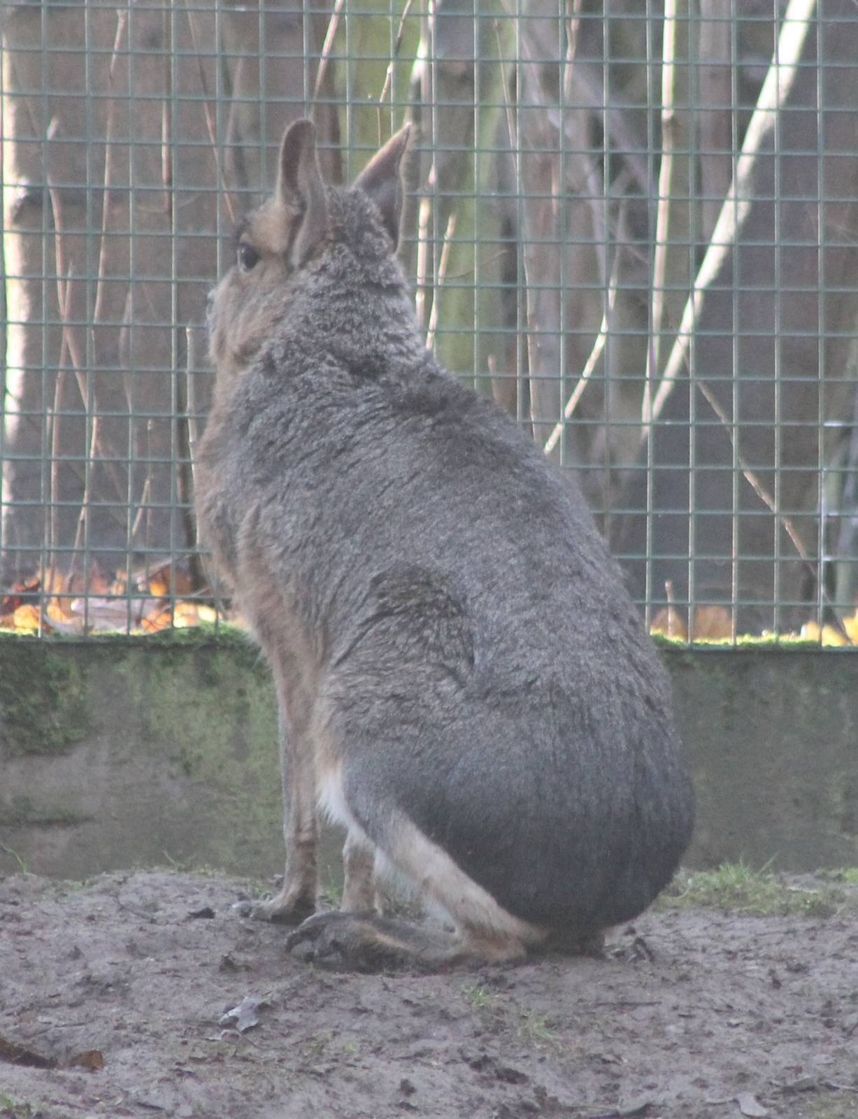 Patagonian cavy
