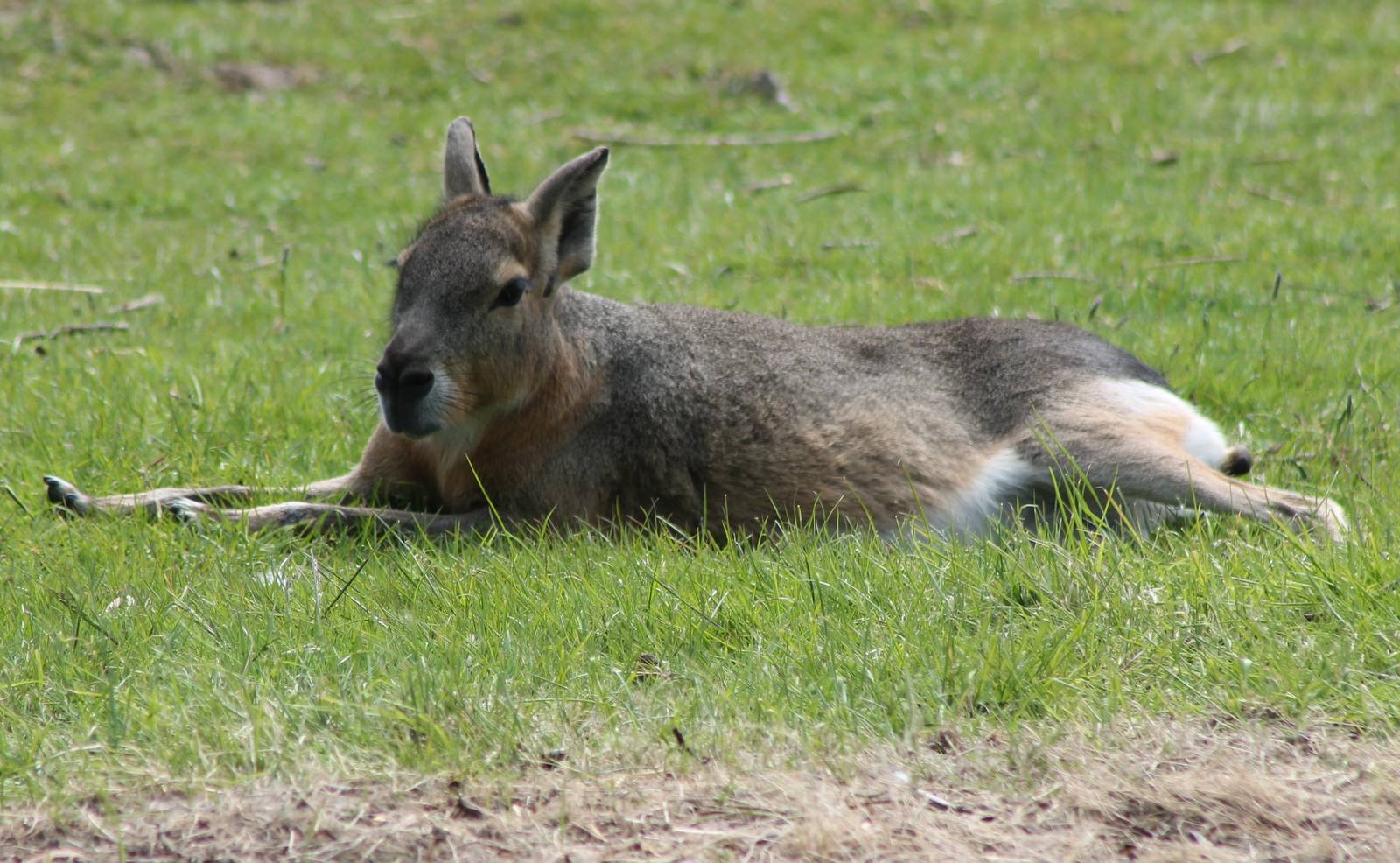 Patagonian cavy