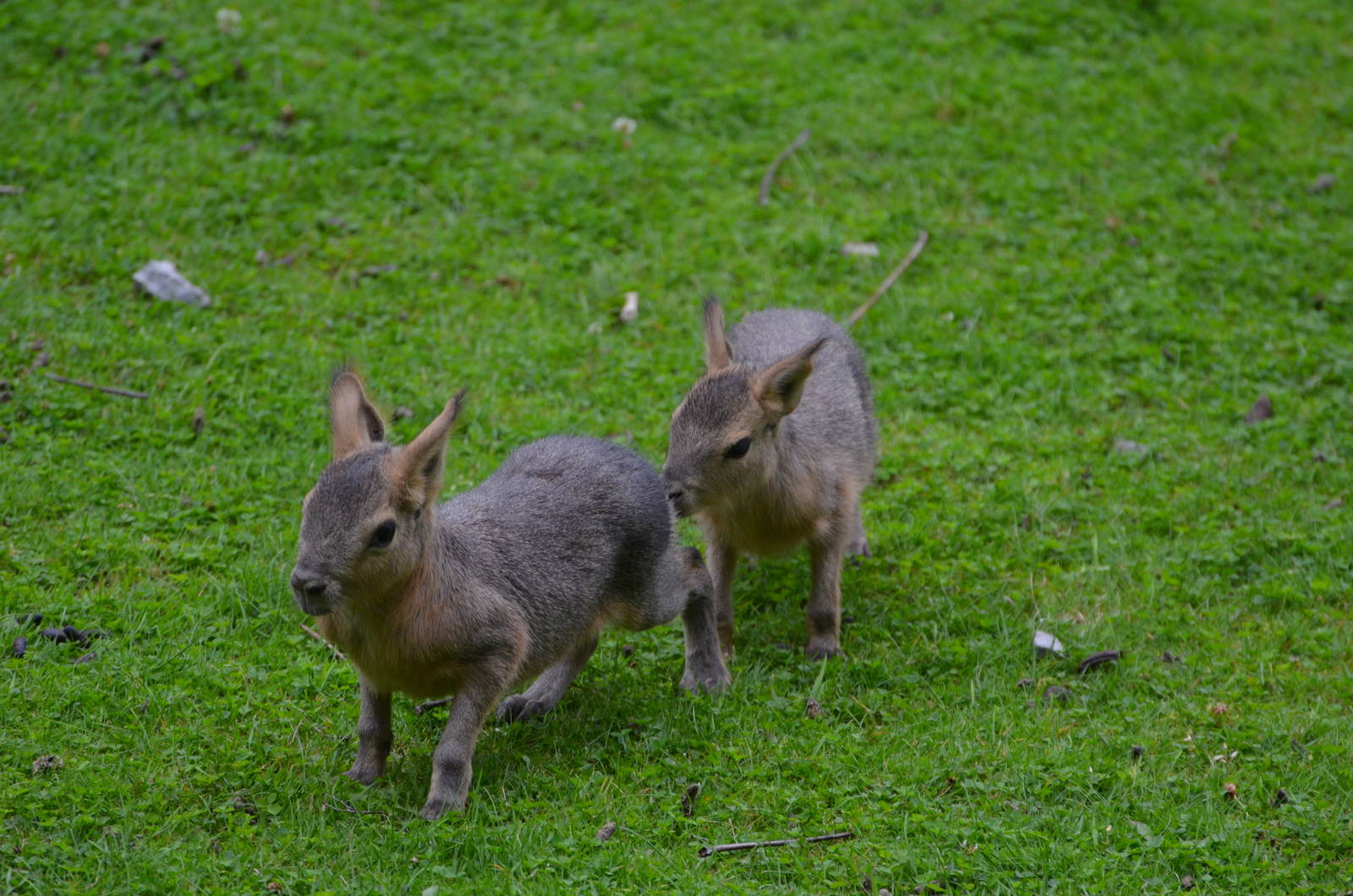 Patagonian cavy