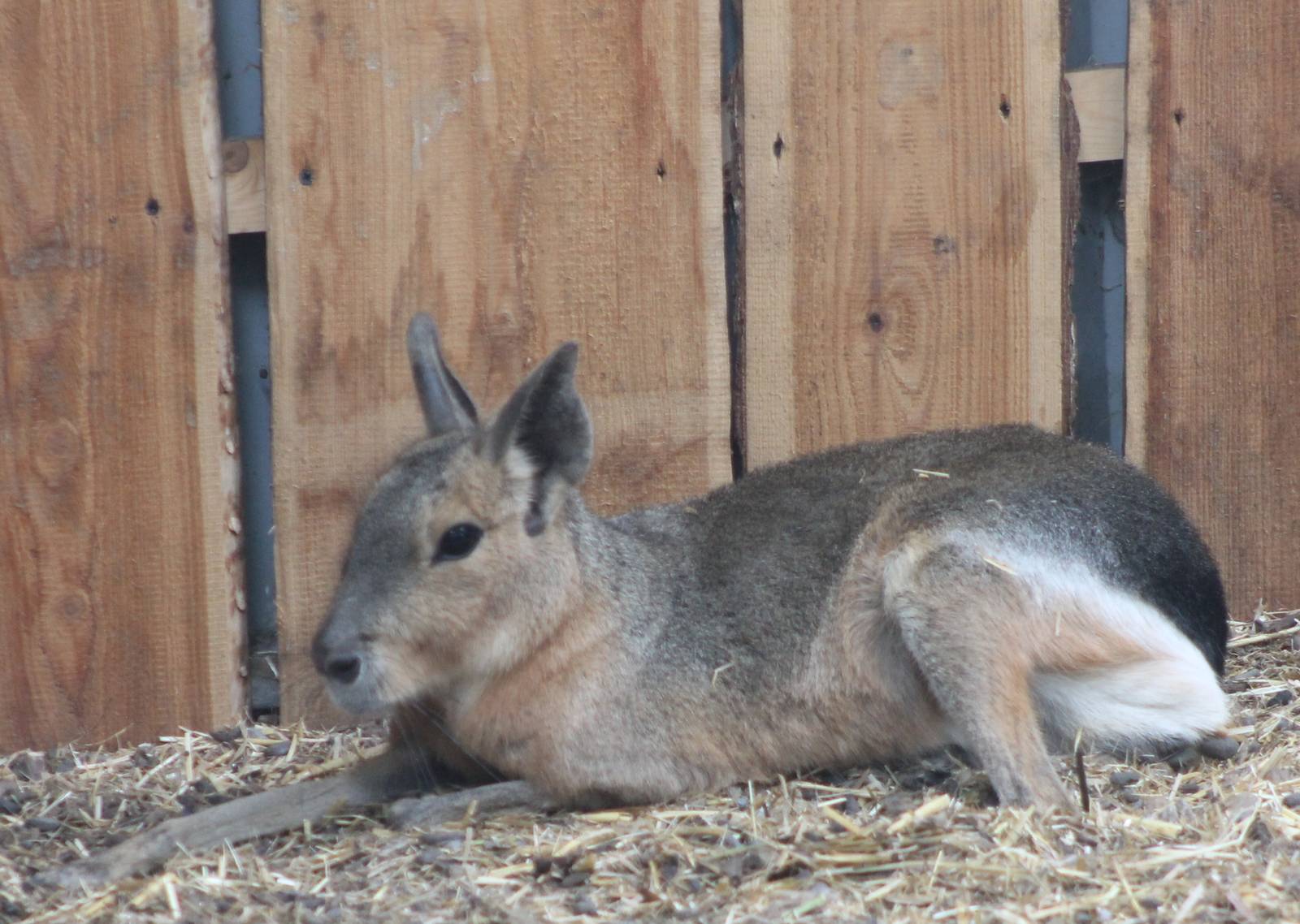 Patagonian cavy