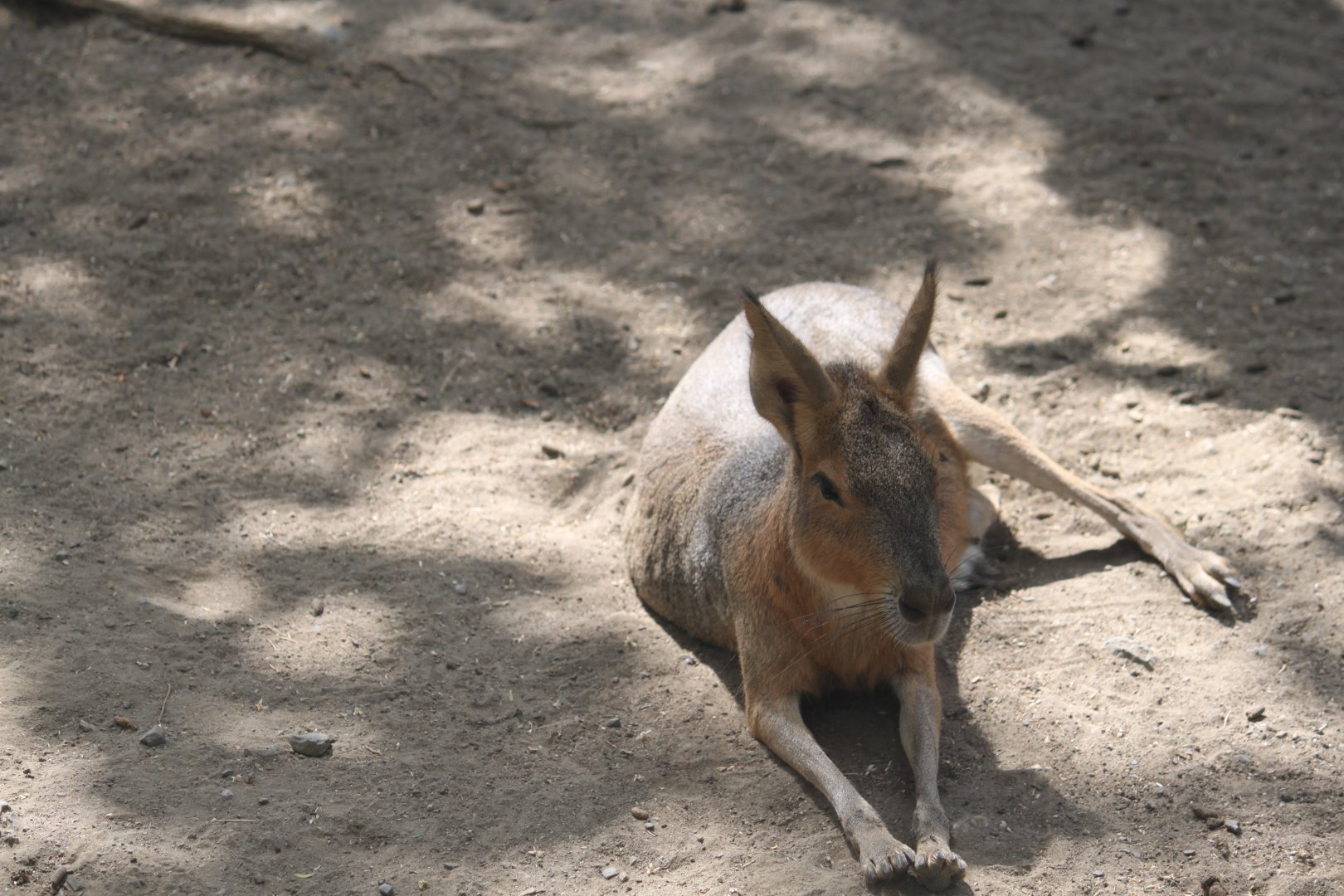 Patagonian cavy