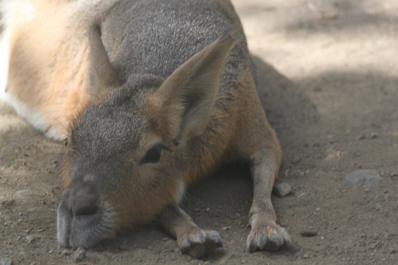 Patagonian cavy