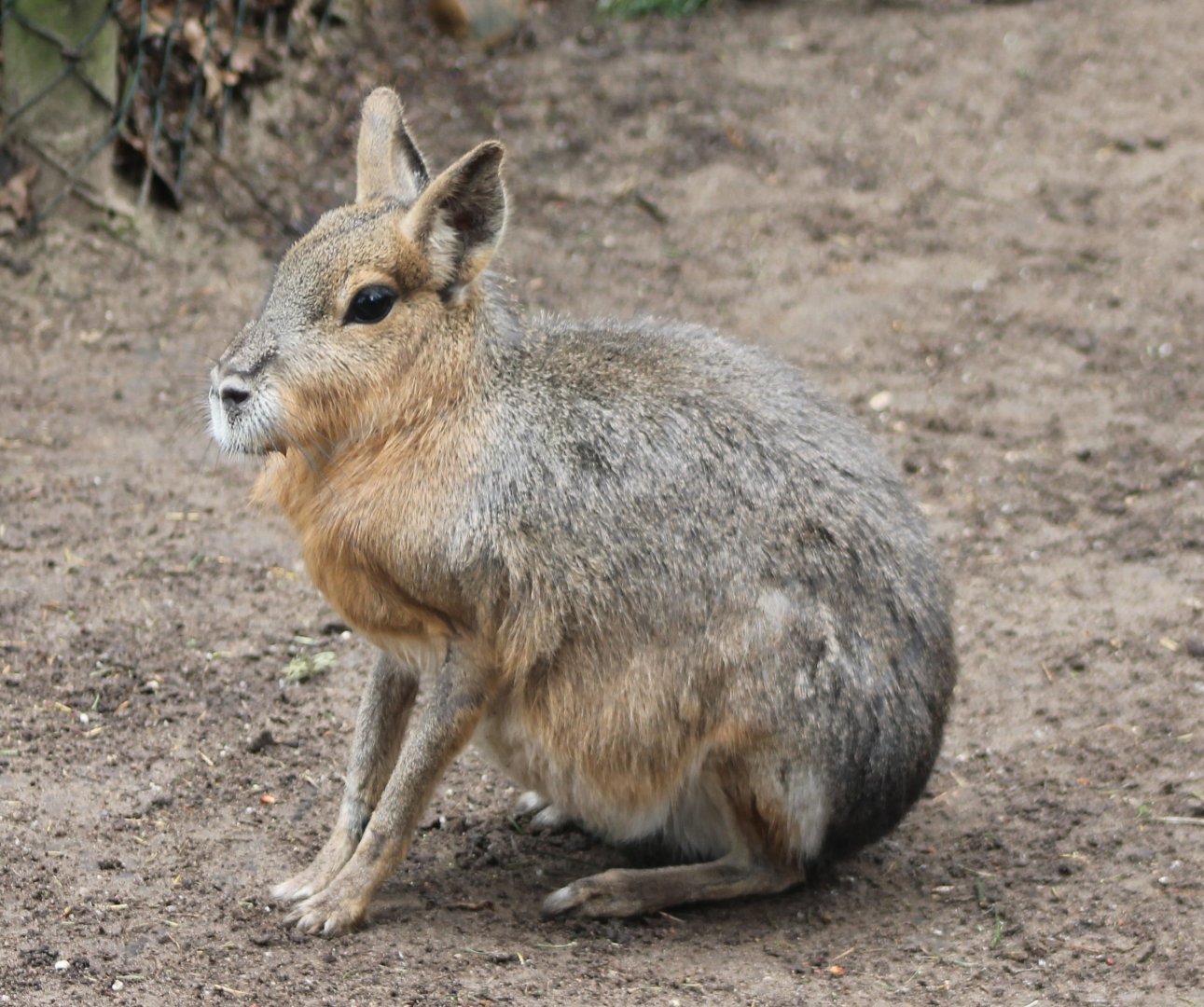 Patagonian cavy