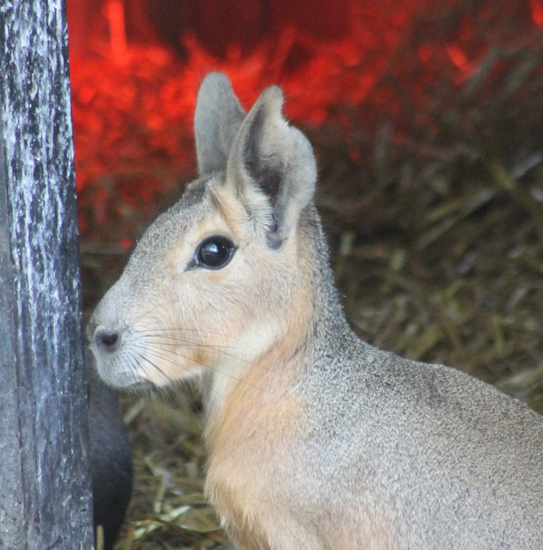 Patagonian cavy
