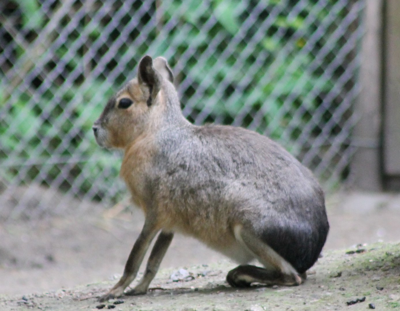 Patagonian cavy