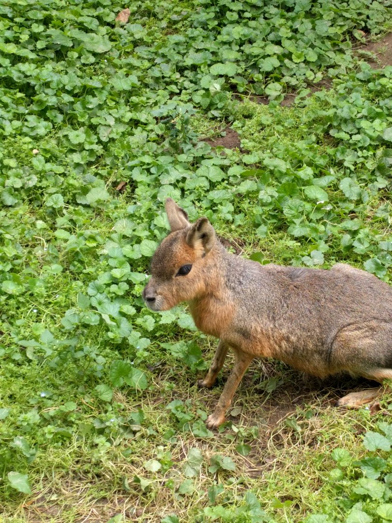 Patagonian cavy