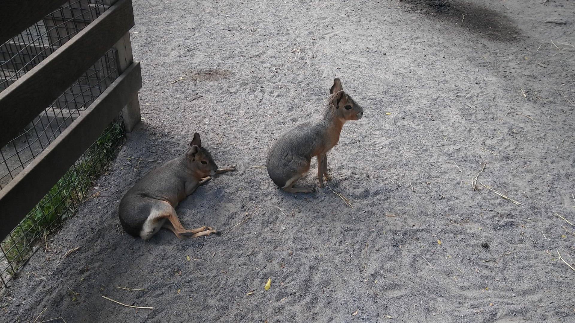Patagonian Cavy