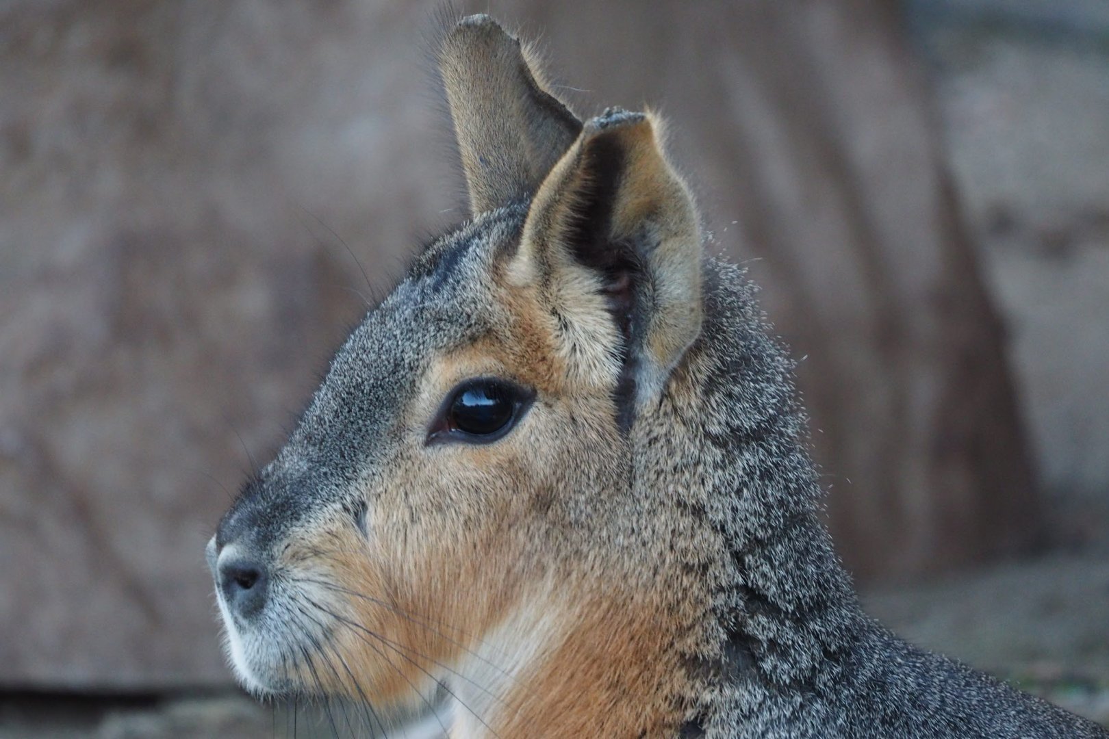 Patagonian cavy