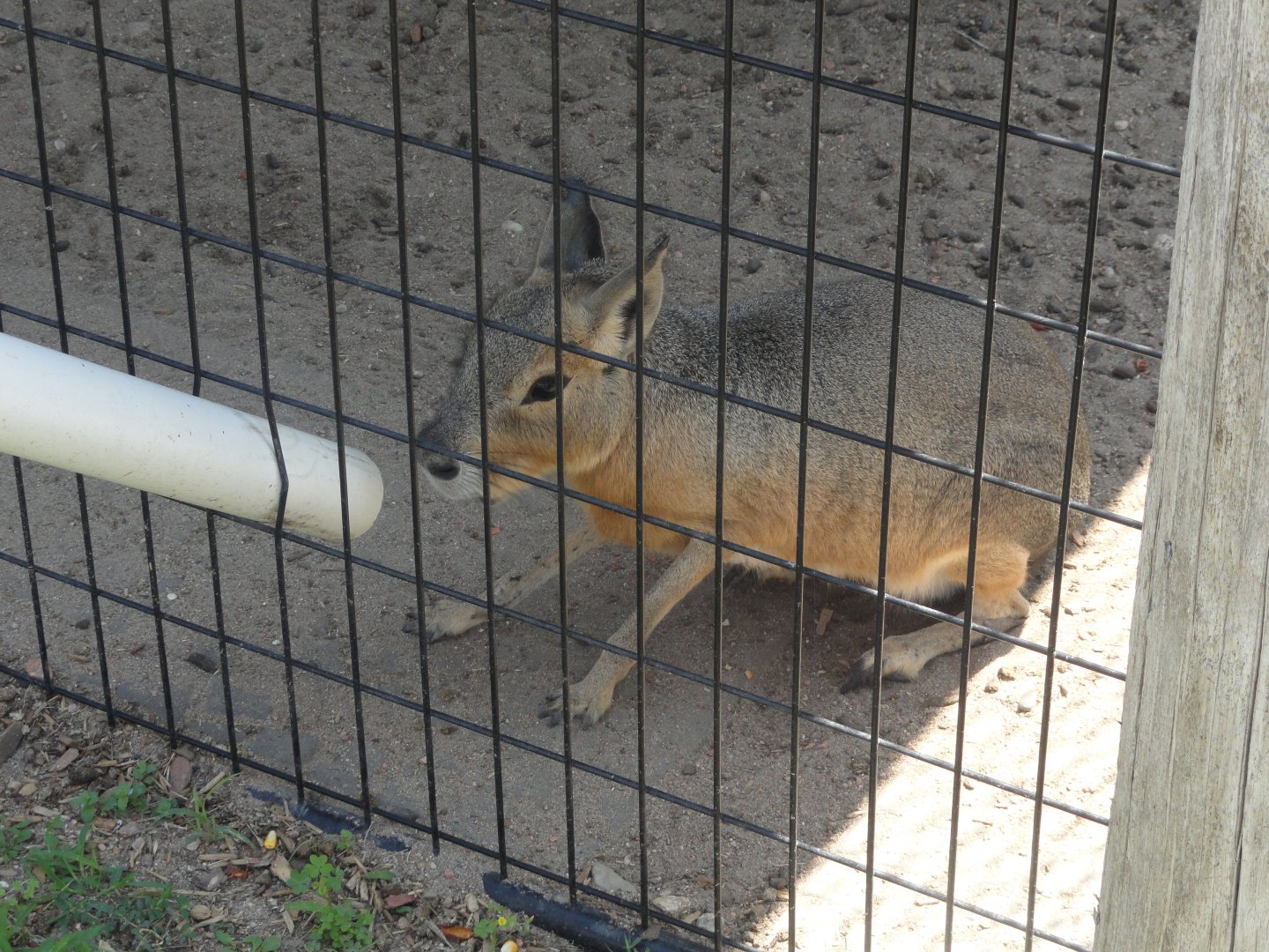 Patagonian Cavy
