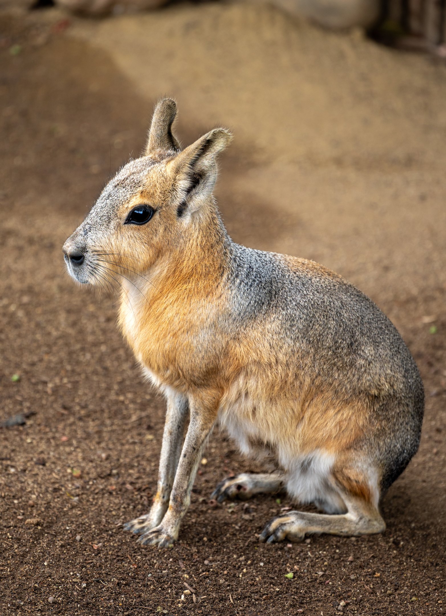 Patagonian Cavy