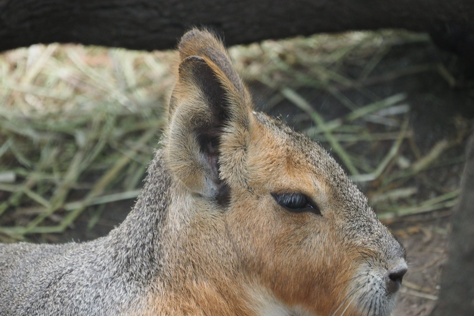 Patagonian cavy