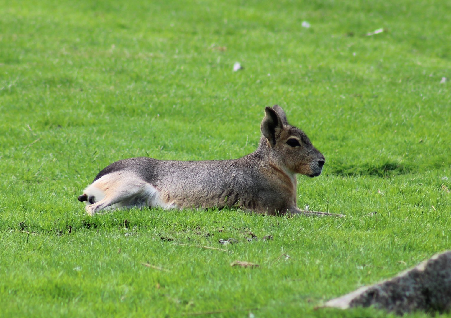 Patagonian cavy