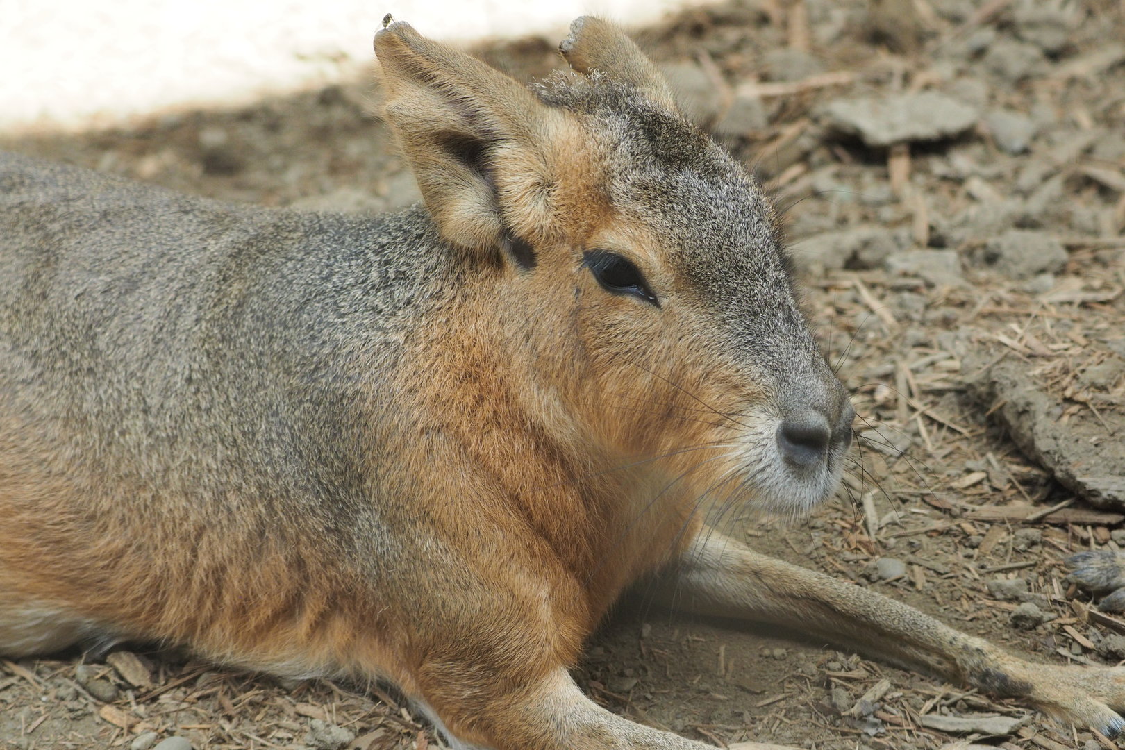 Patagonian Cavy