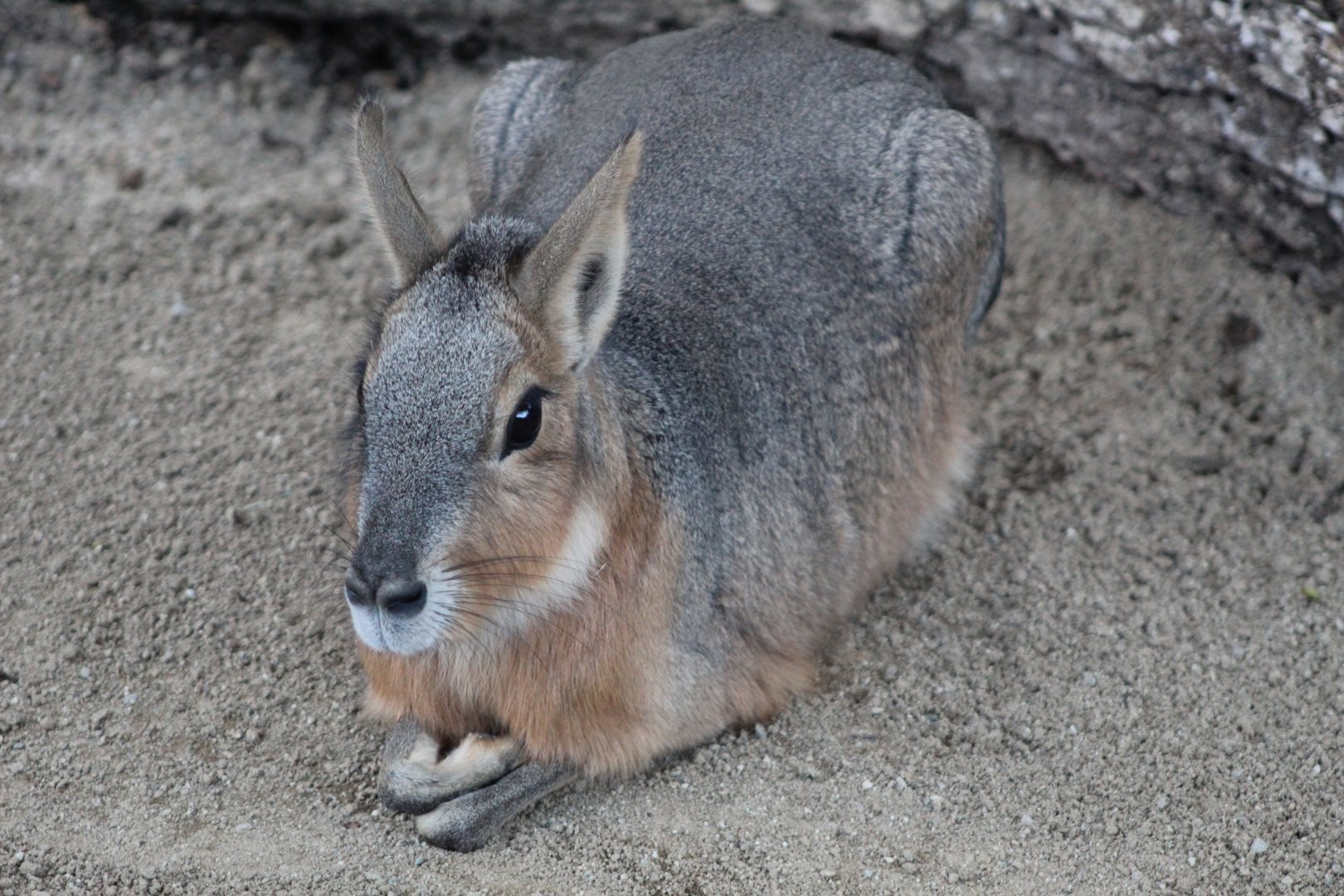 Patagonian Cavy