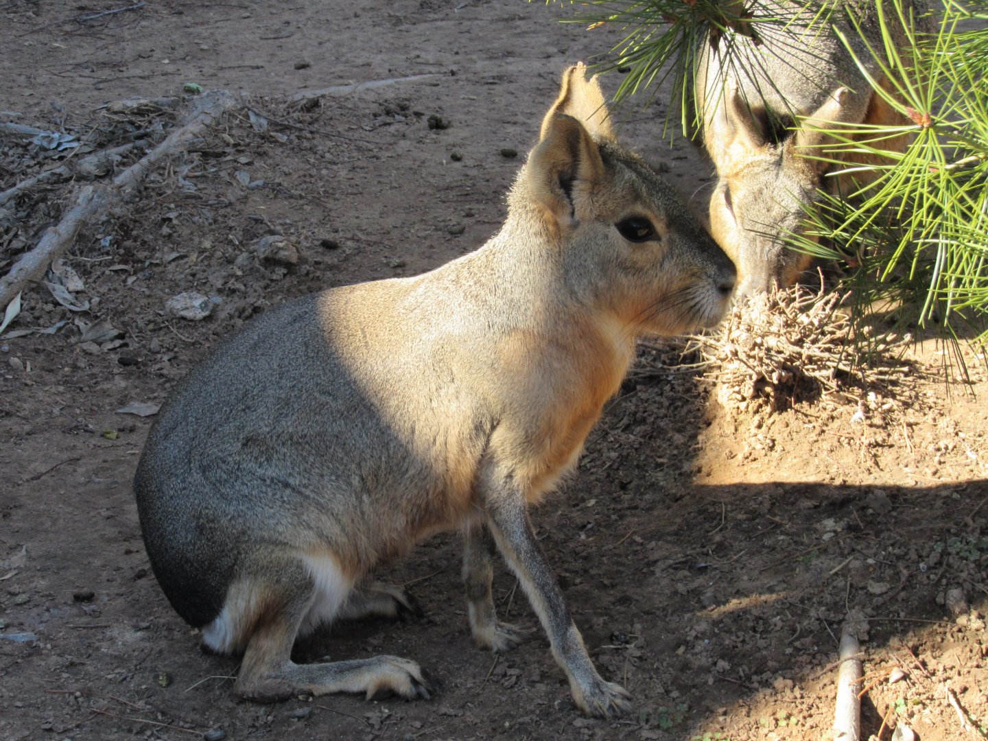 Patagonian Cavy