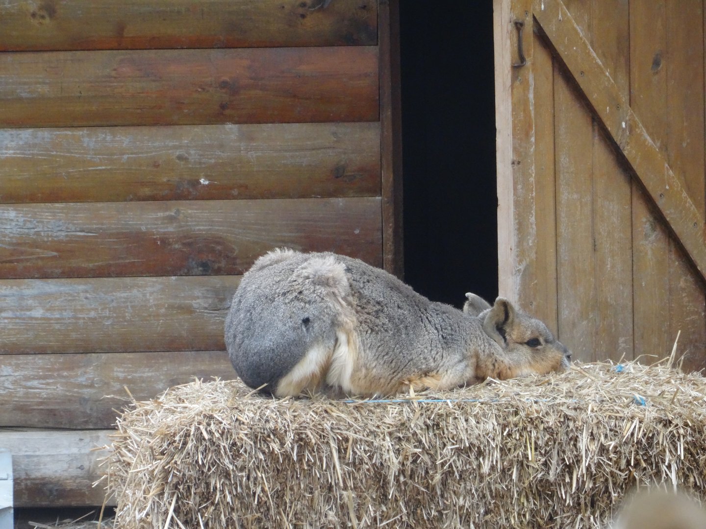 Patagonian Cavy