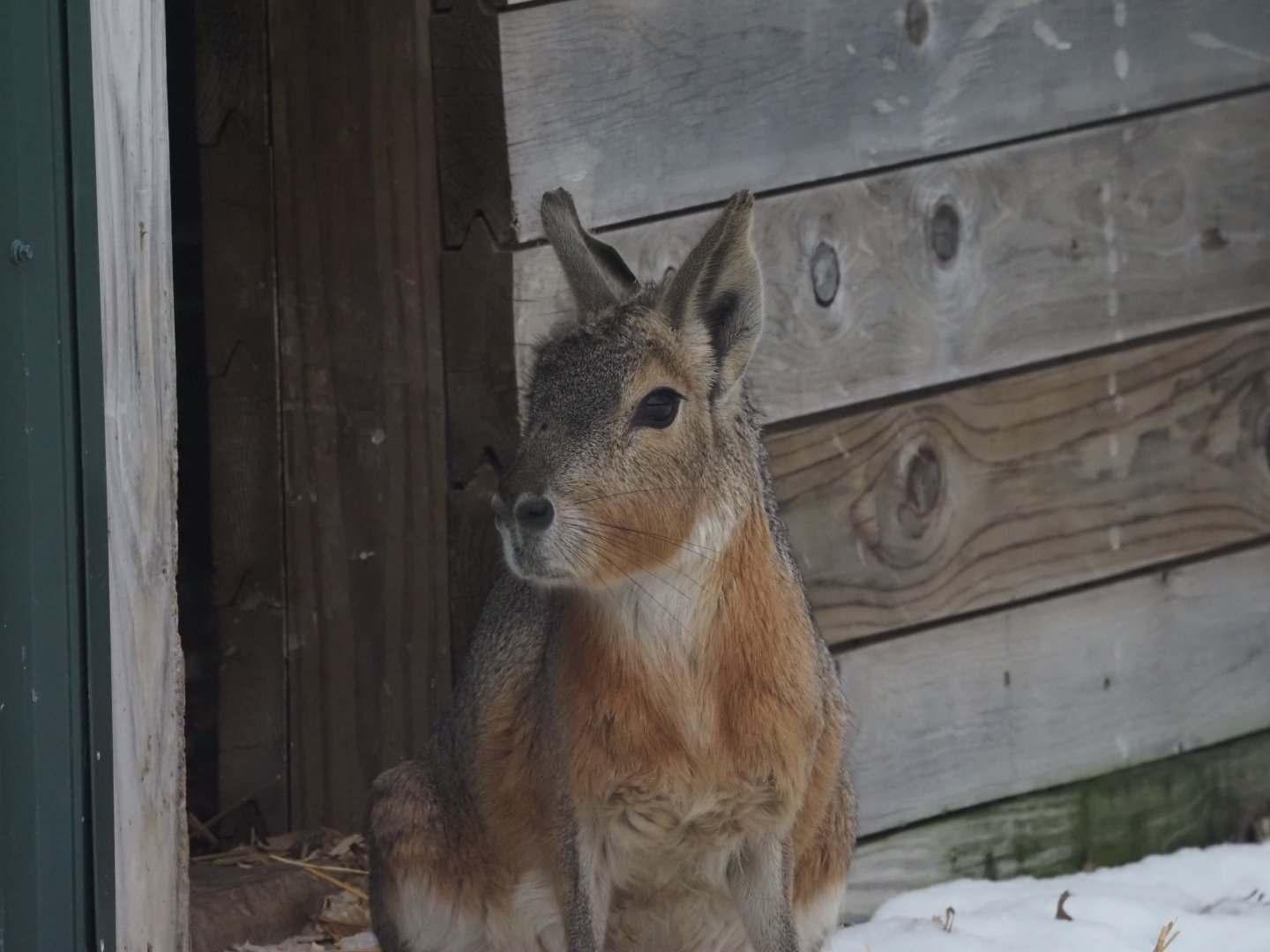Patagonian Cavy