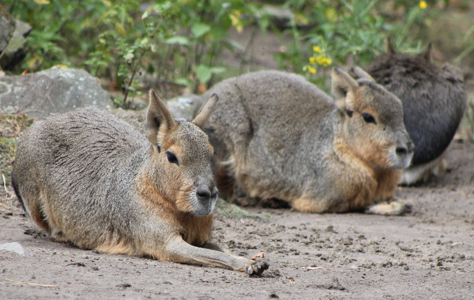 Patagonian cavys