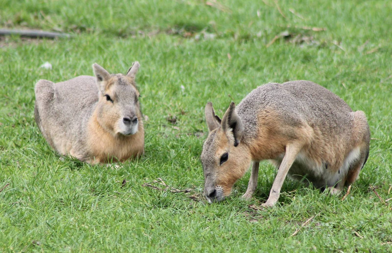 Patagonian cavys