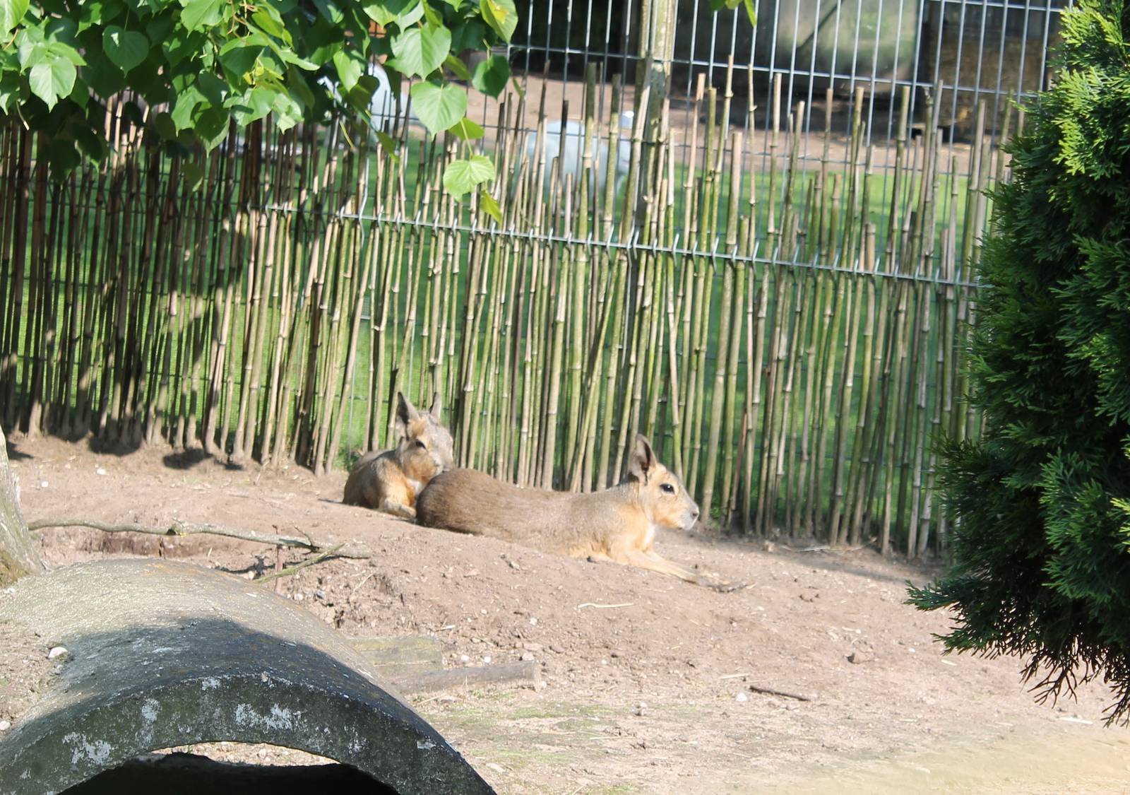 Patagonian cavys