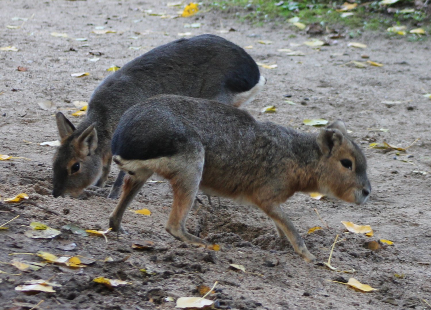 Patagonian cavys