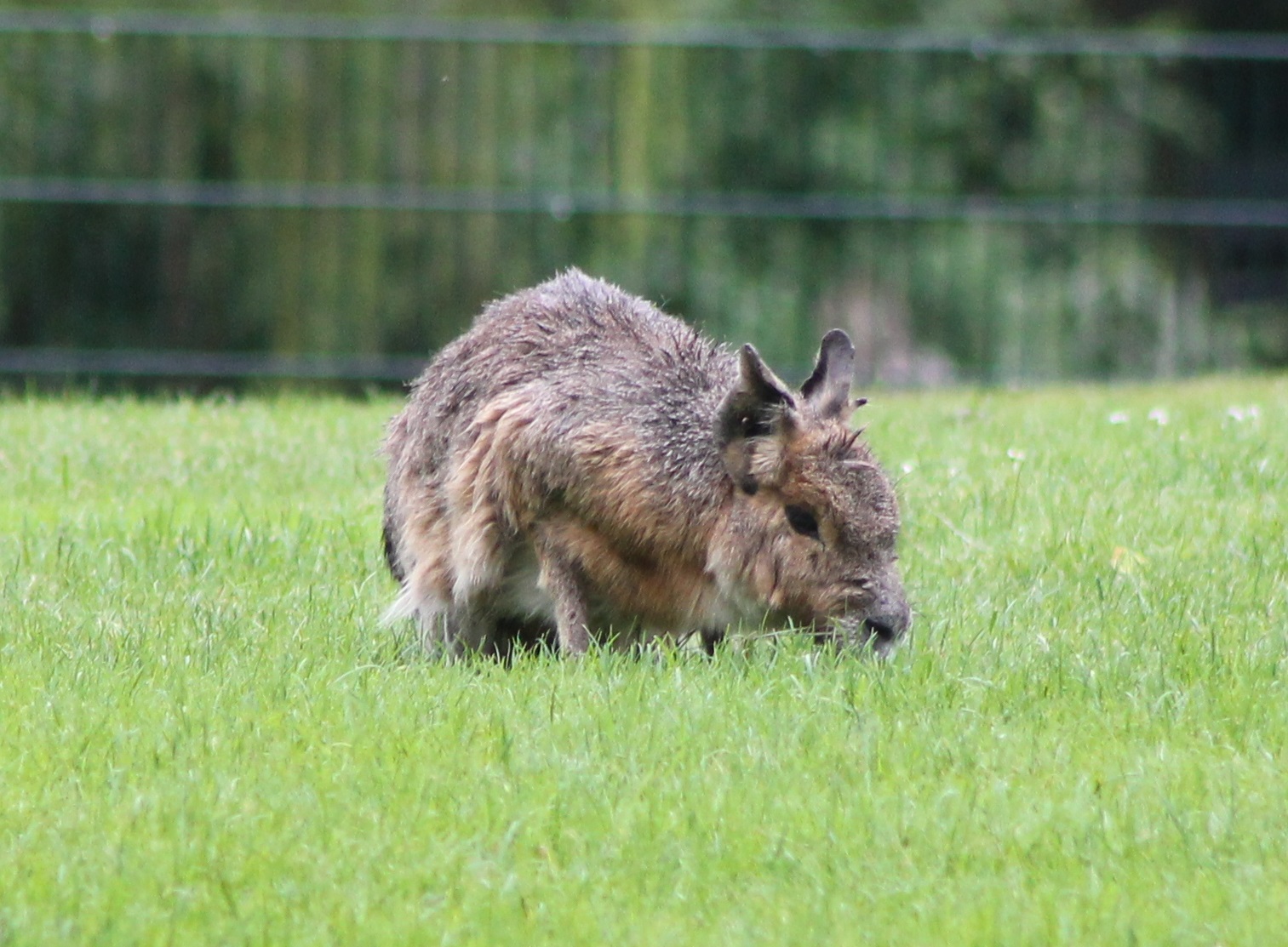 Patagonian cay or Patagonian mara