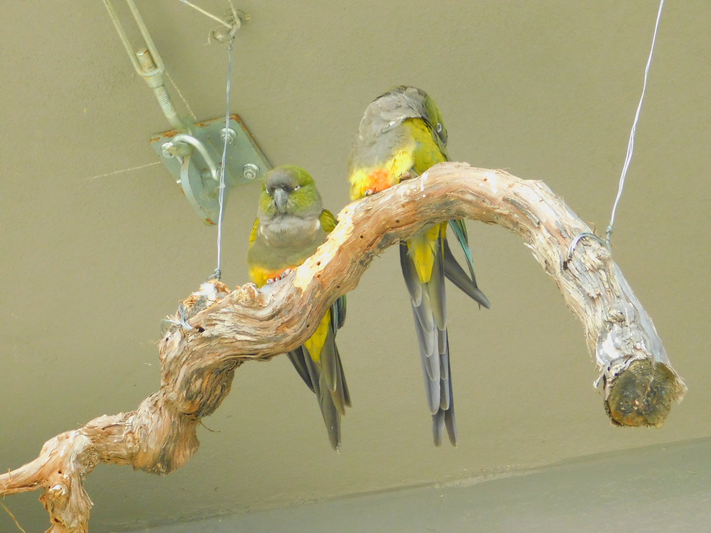 Patagonian Comure at Istanbul Bird Paradise