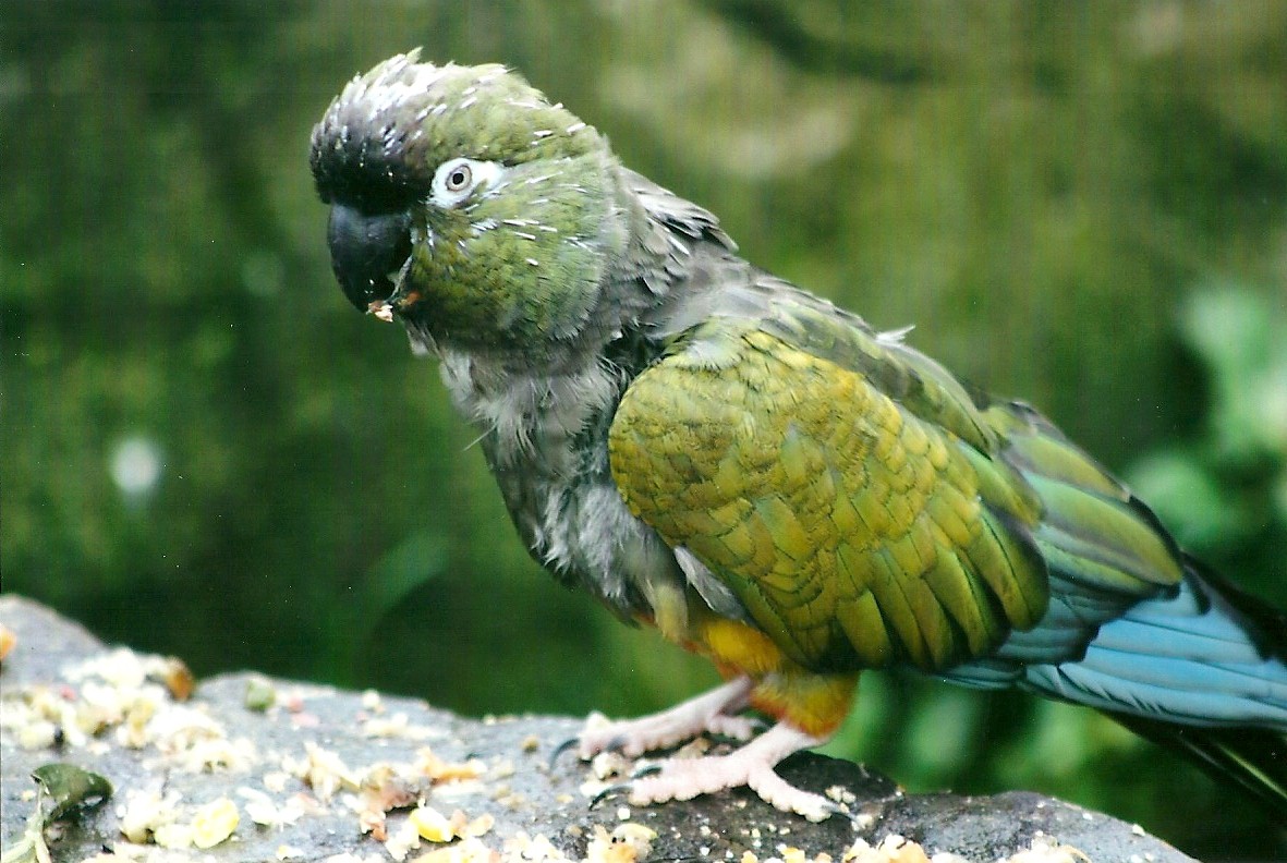 Patagonian Conure 1st November 2012