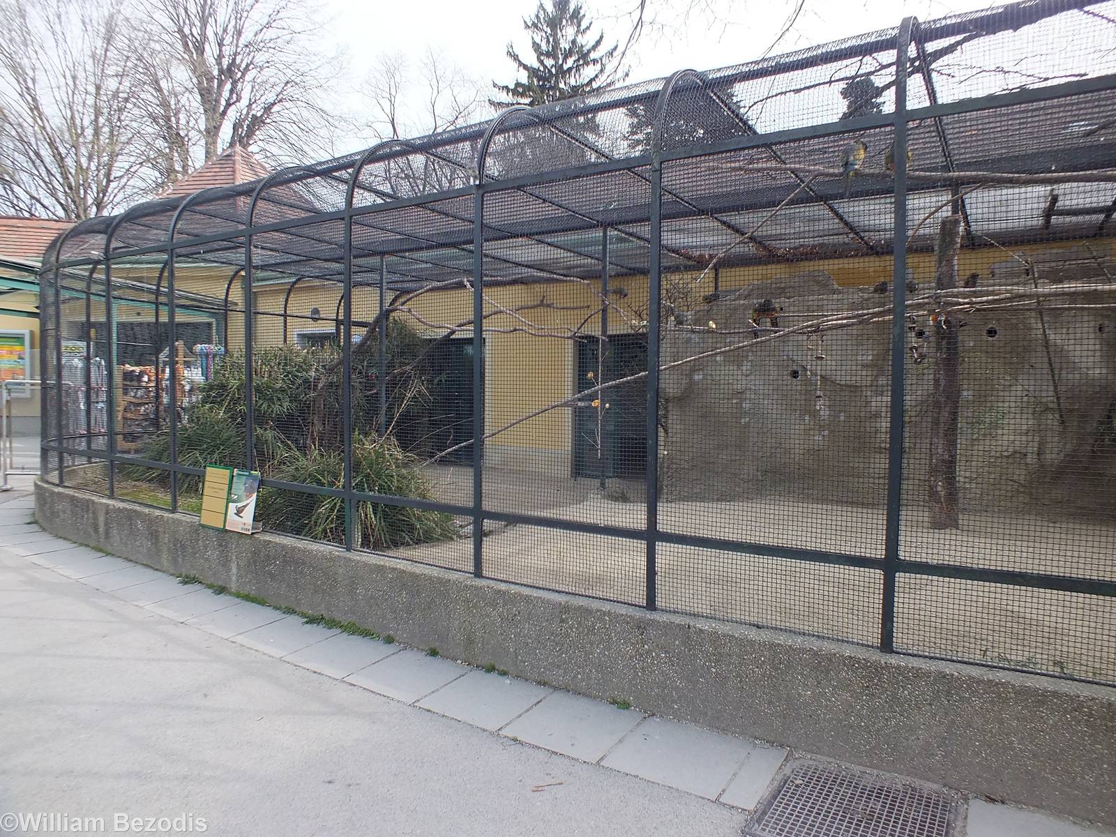 Patagonian Conure Aviary