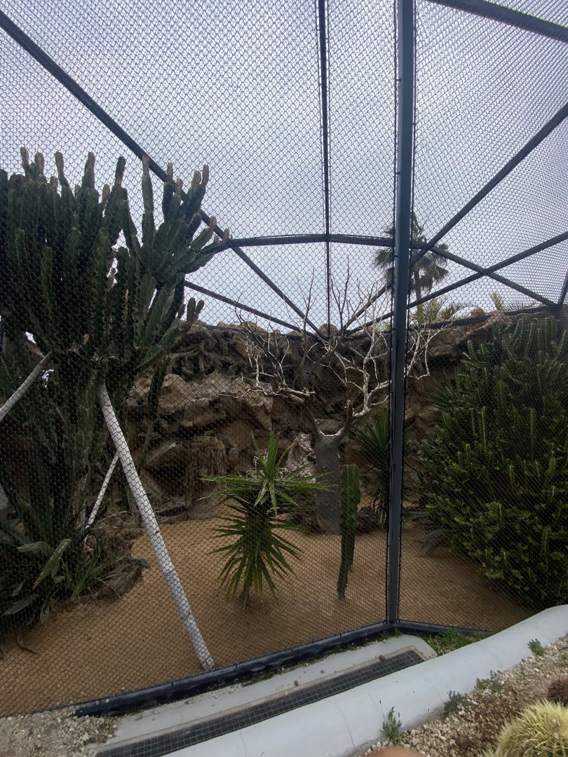 Patagonian conure aviary