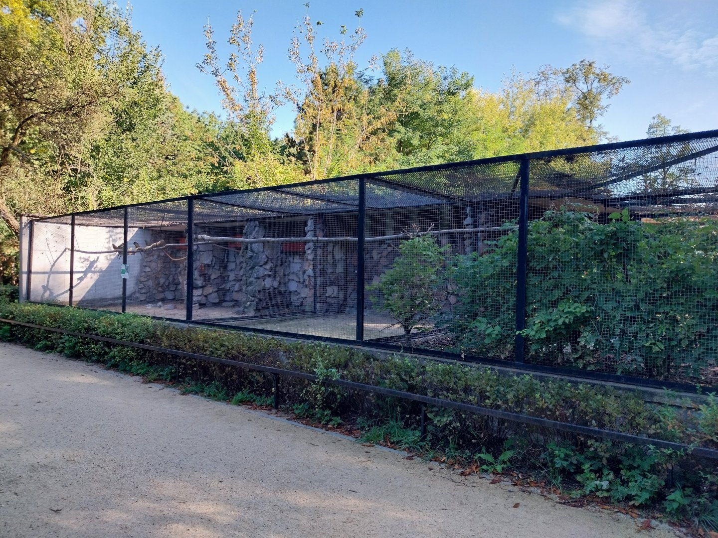 Patagonian conure aviary