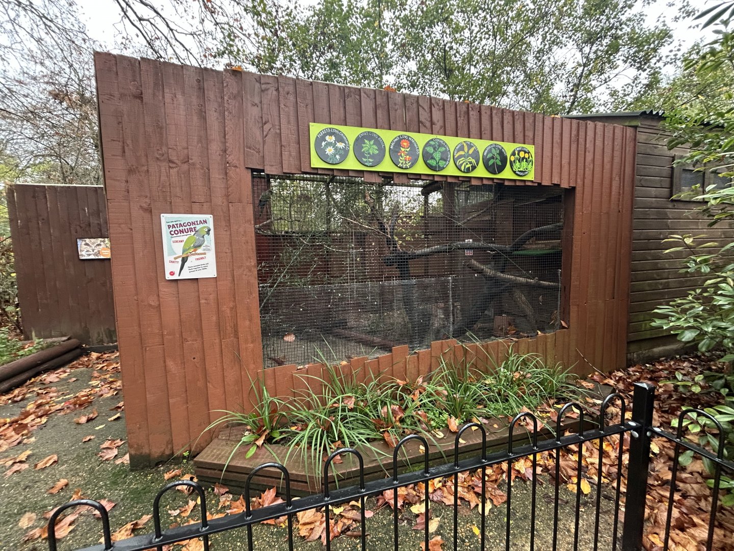 Patagonian Conure Aviary