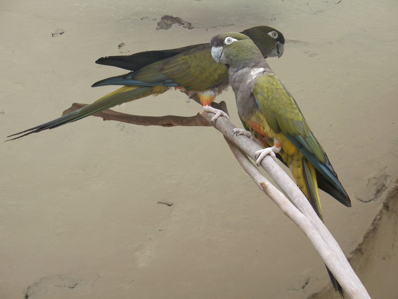 patagonian conure/burrowing parrot