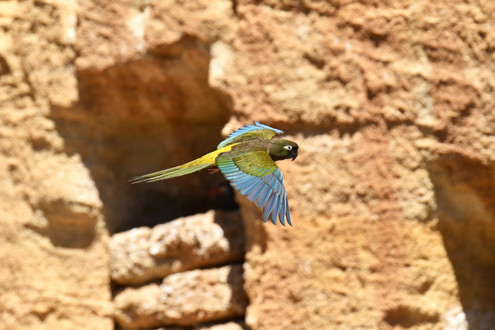 Patagonian conure (Cyanoliseus patagonus bloxami)