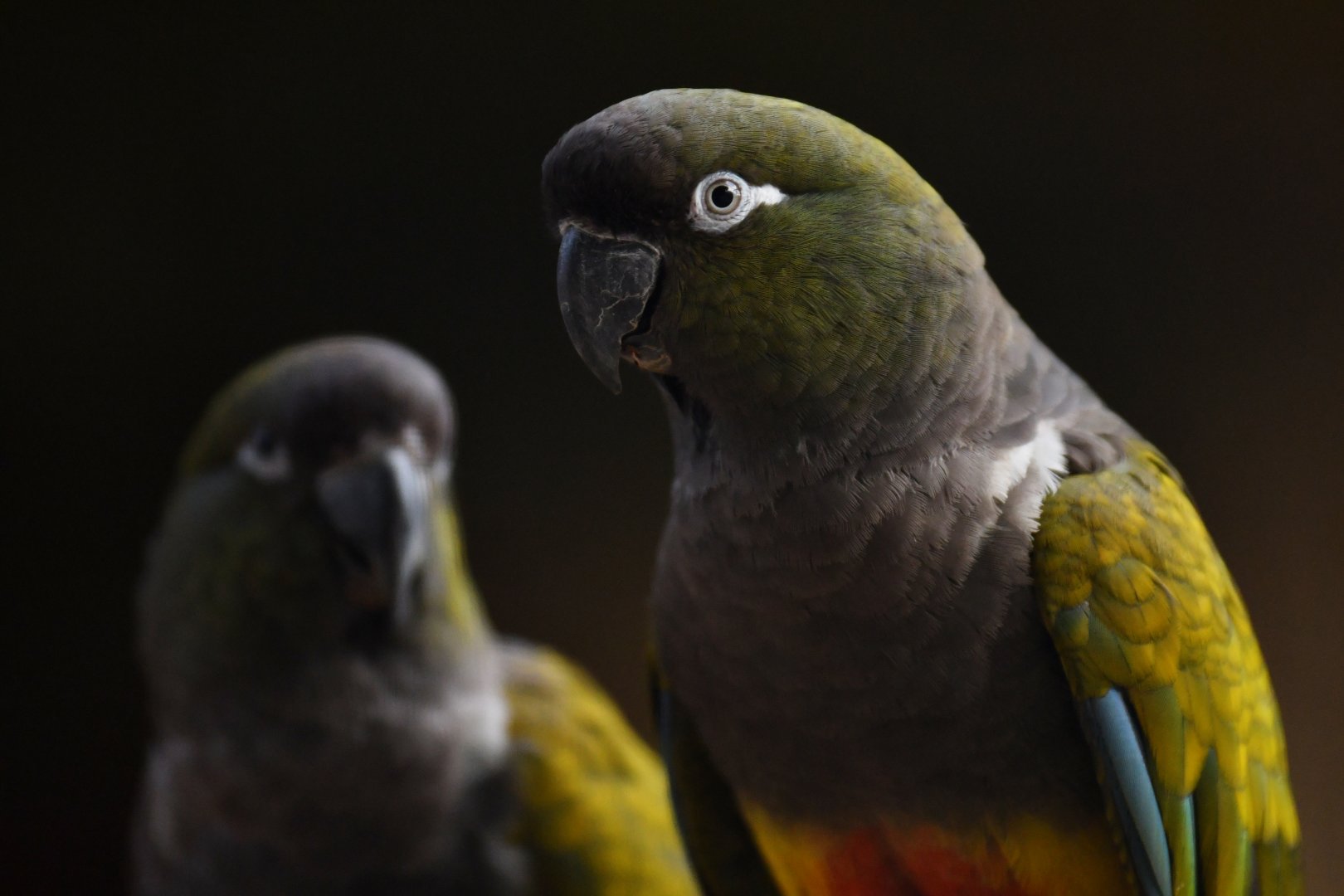 Patagonian Conure (Cyanoliseus patagonus)