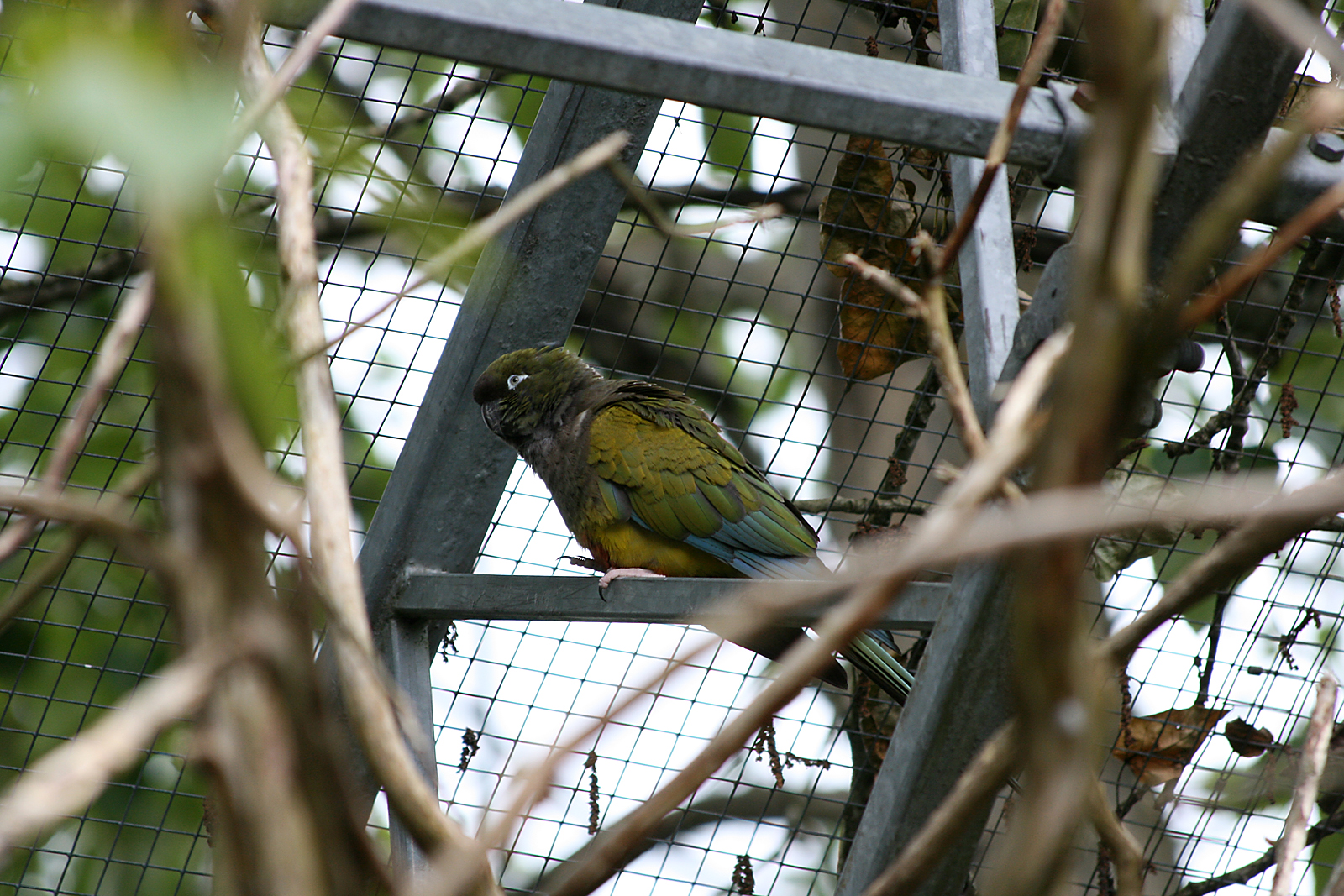 Patagonian conure (Cyanoliseus patagonus)