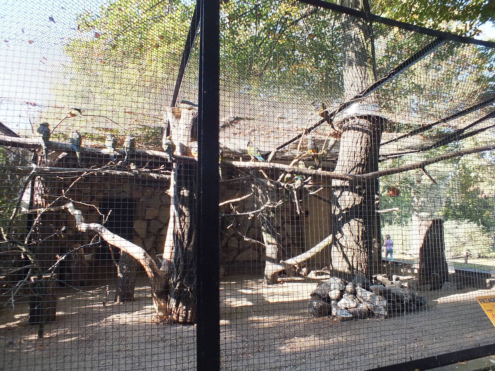 Patagonian Conure Exhibit