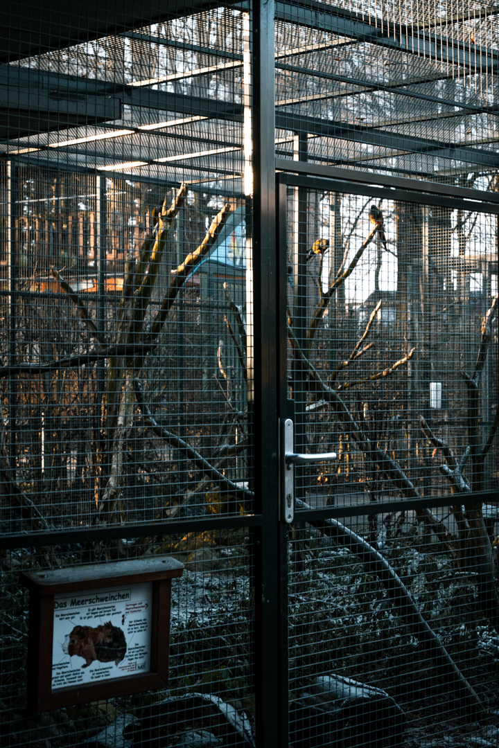 Patagonian Conure, Guinea Pig on the ground