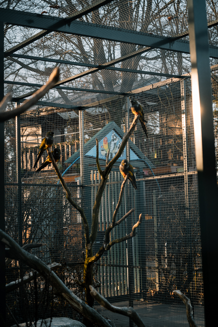 Patagonian Conure, Guinea Pig on the ground