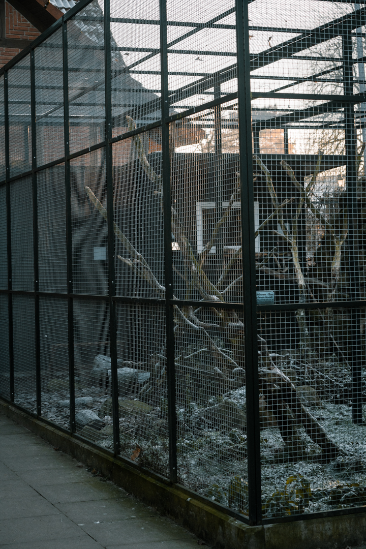Patagonian Conure, Guinea Pig on the ground