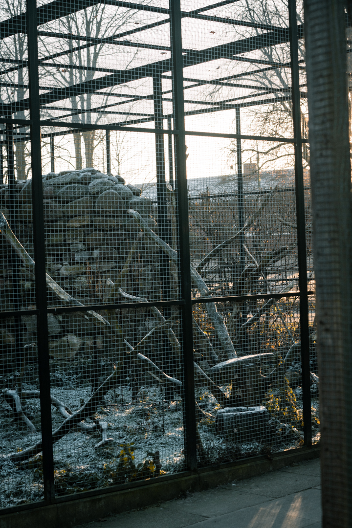 Patagonian Conure, Guinea Pig on the ground