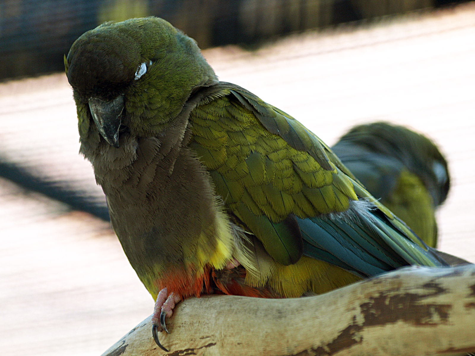 Patagonian conure