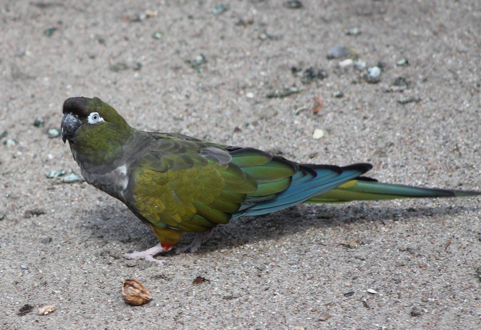 Patagonian conure
