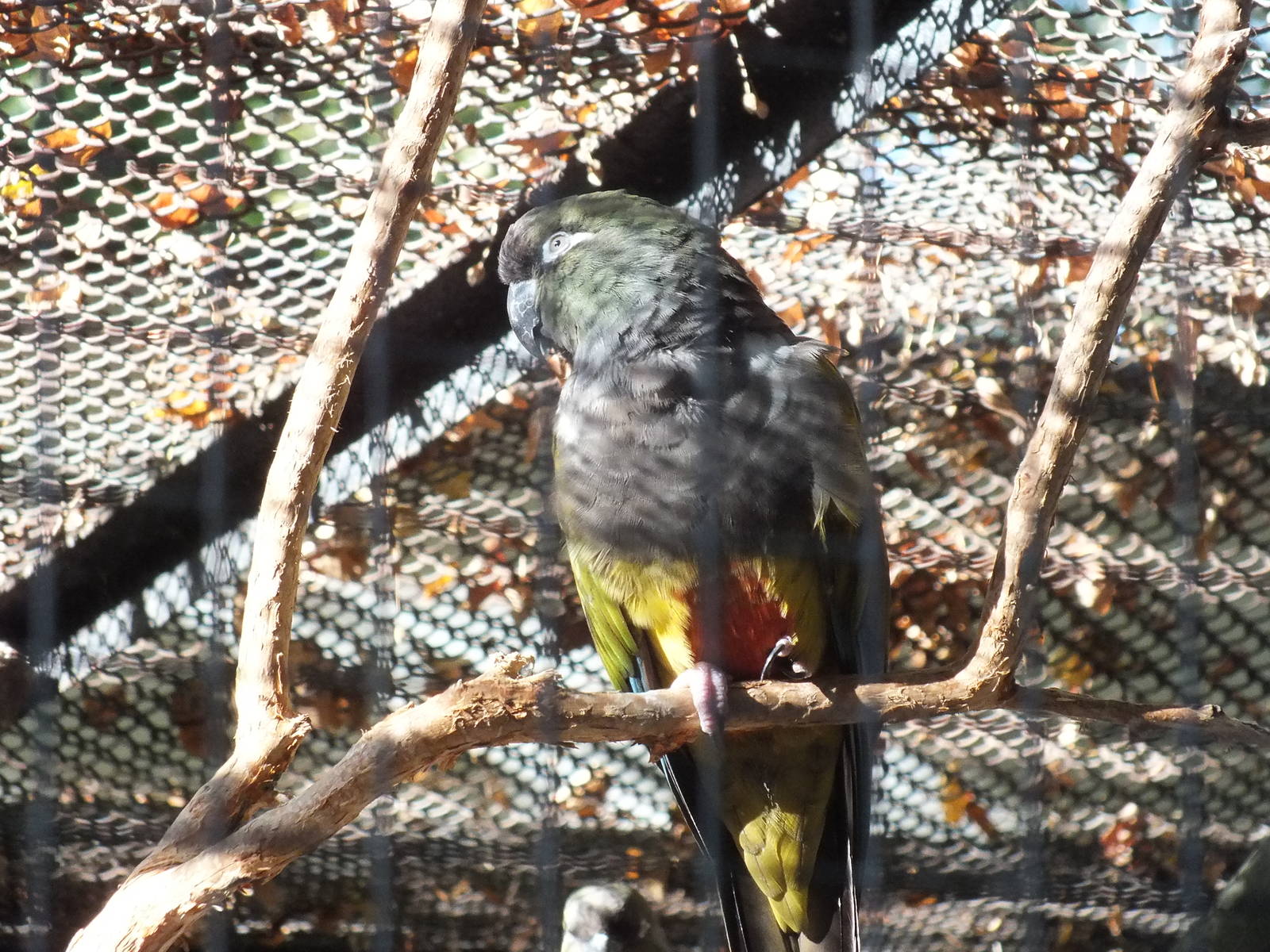 Patagonian Conure