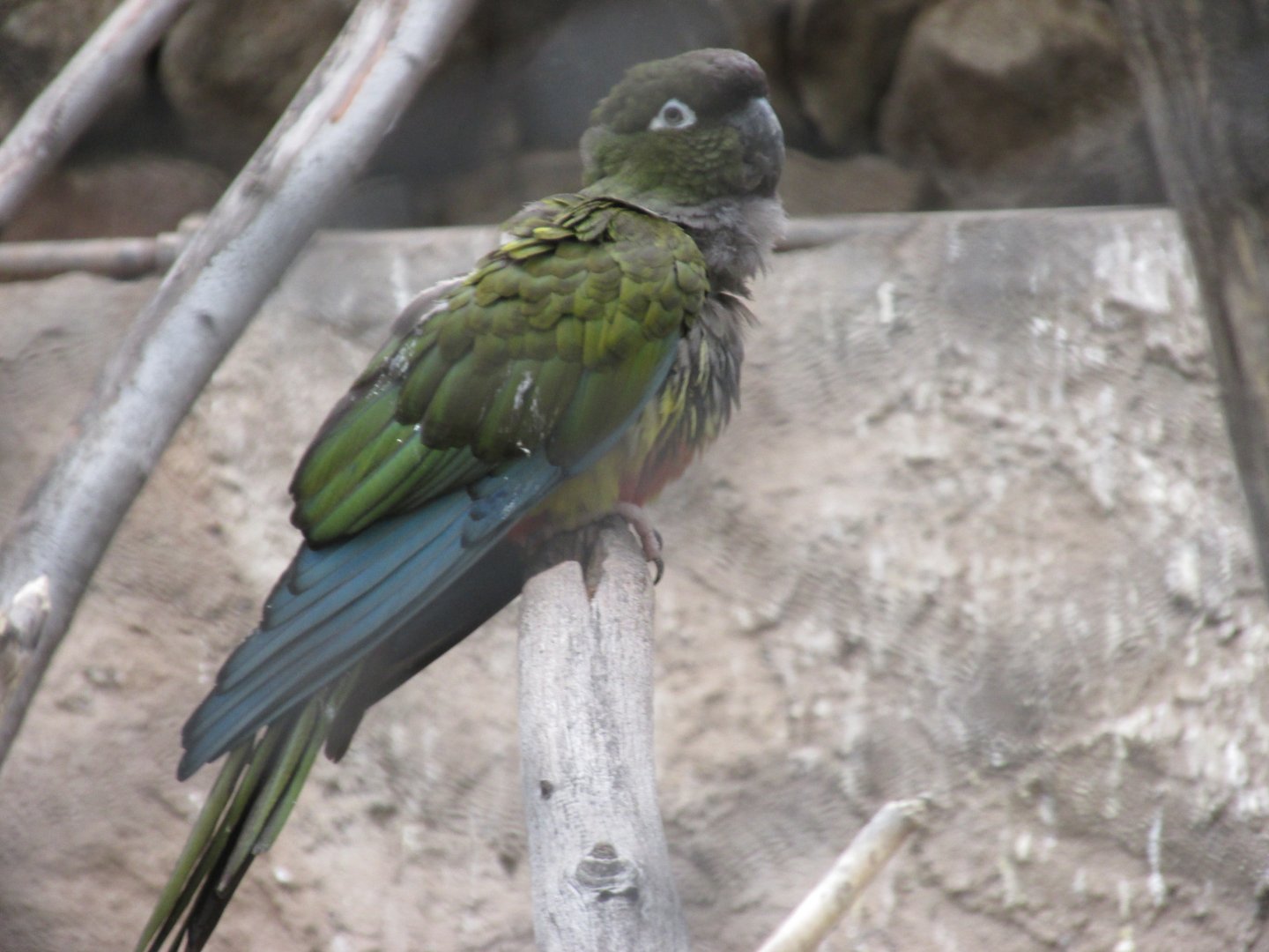 patagonian conure